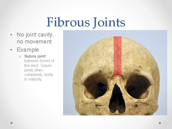 Fibrous Joints • No joint cavity, no movement • Example o Suture joint: between