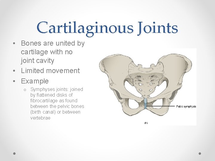 Cartilaginous Joints • Bones are united by cartilage with no joint cavity • Limited