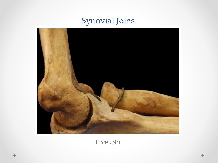 Synovial Joins Hinge Joint 