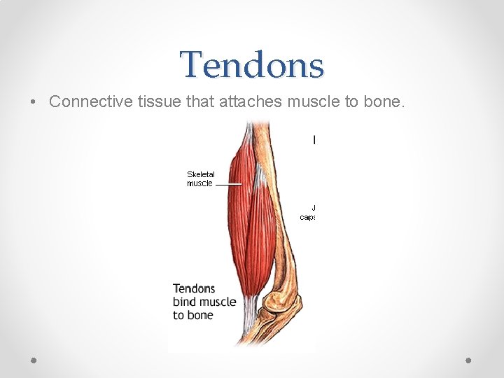 Tendons • Connective tissue that attaches muscle to bone. 