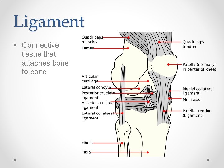 Ligament • Connective tissue that attaches bone to bone 
