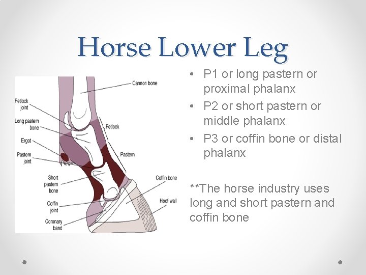 Horse Lower Leg • P 1 or long pastern or proximal phalanx • P