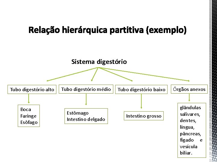 Sistema digestório Tubo digestório alto Boca Faringe Esôfago Tubo digestório médio Estômago Intestino delgado