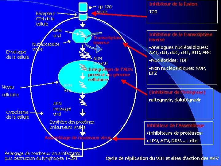 gp 120 virale Récepteur CD 4 de la cellule ARN viral Enveloppe de la