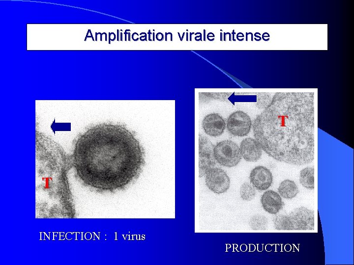Amplification virale intense T T INFECTION : 1 virus PRODUCTION 