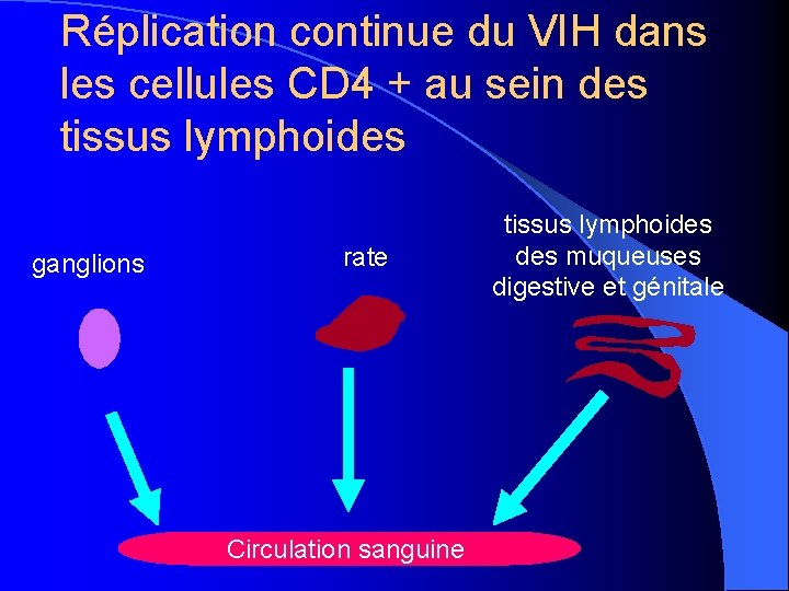 Réplication continue du VIH dans les cellules CD 4 + au sein des tissus