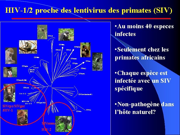 HIV-1/2 proche des lentivirus des primates (SIV) • Au moins 40 especes infectes SIVcol