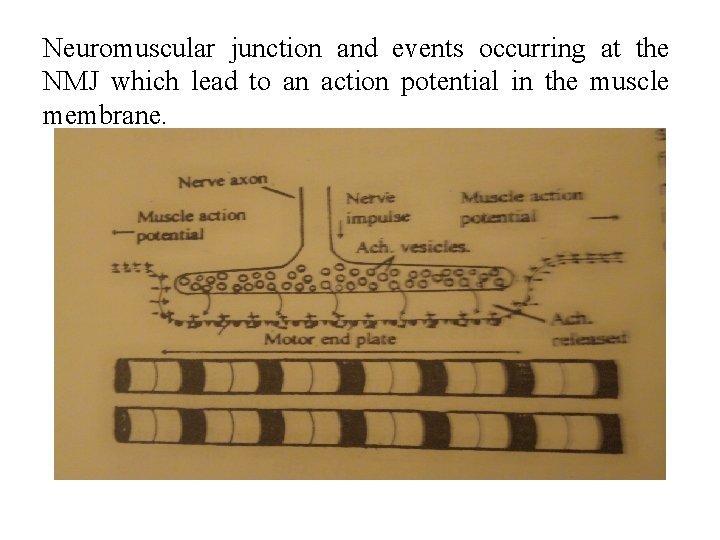 Neuromuscular junction and events occurring at the NMJ which lead to an action potential