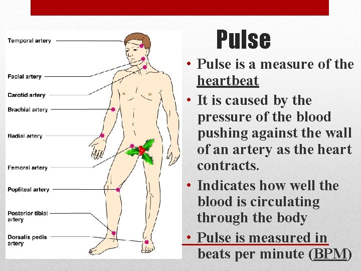 Pulse • Pulse is a measure of the heartbeat • It is caused by