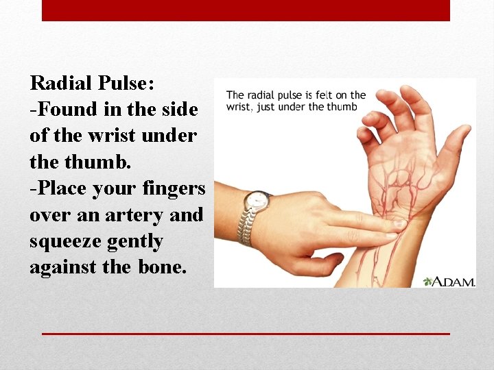 Radial Pulse: -Found in the side of the wrist under the thumb. -Place your