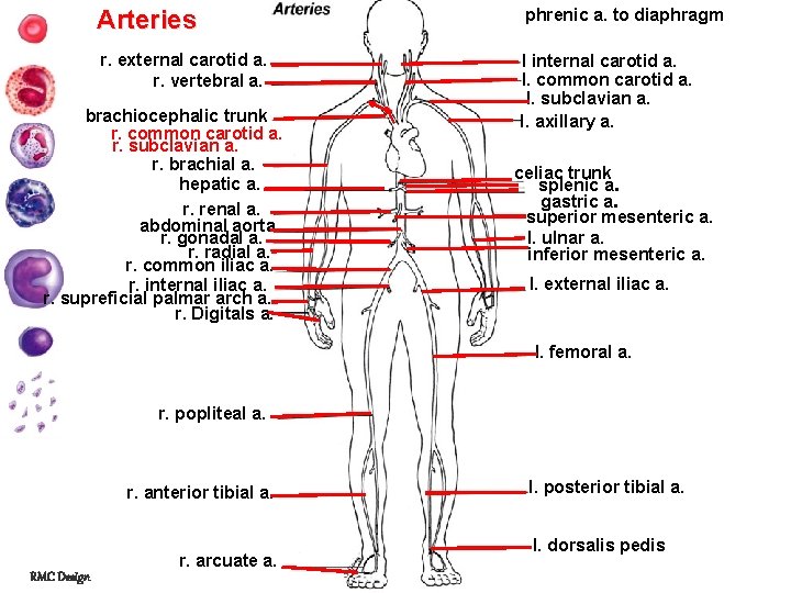 Arteries phrenic a. to diaphragm r. external carotid a. r. vertebral a. l internal