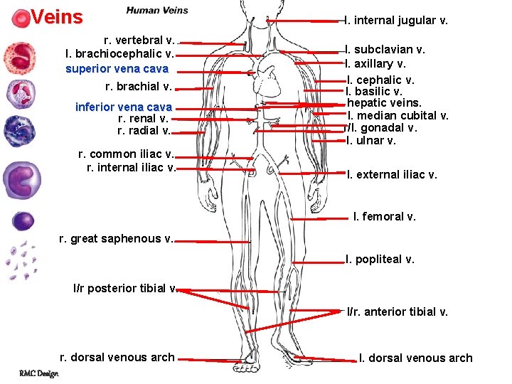 Veins l. internal jugular v. r. vertebral v. l. brachiocephalic v. superior vena cava