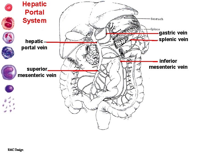 Hepatic Portal System hepatic portal vein superior mesenteric vein RMC Design gastric vein splenic