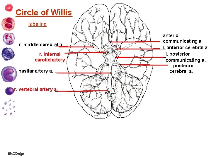 Circle of Willis labeling r. middle cerebral a. r. internal carotid artery basilar artery
