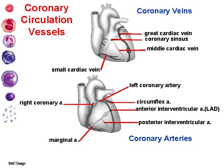 Coronary Circulation Vessels Coronary Veins great cardiac vein coronary sinsus middle cardiac vein small