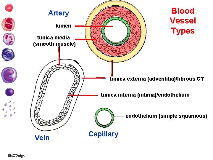 Blood Vessel Types Artery lumen tunica media (smooth muscle) tunica externa (adventitia)/fibrous CT tunica