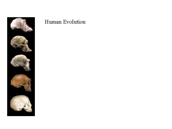 Human Evolution 