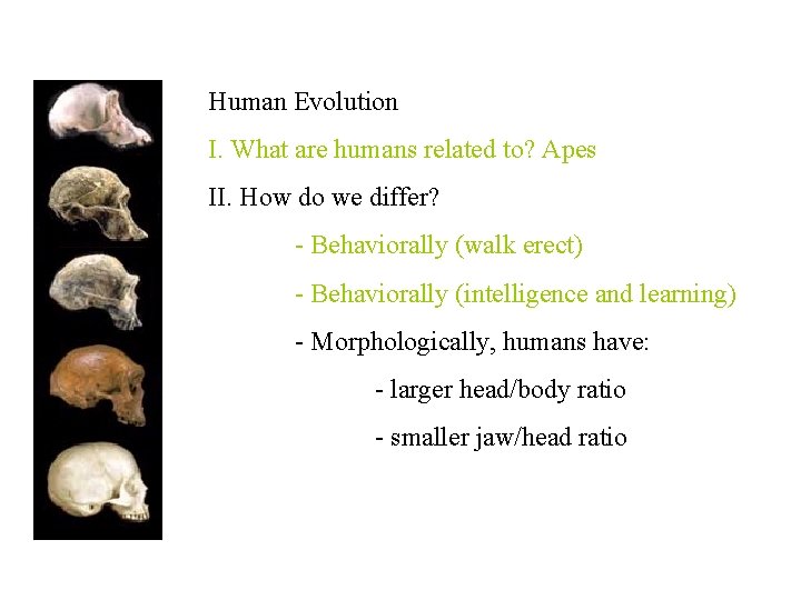 Human Evolution I. What are humans related to? Apes II. How do we differ?