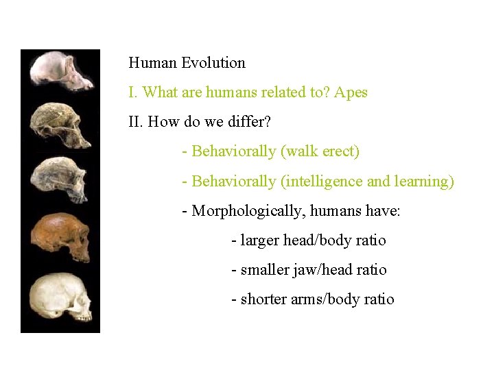 Human Evolution I. What are humans related to? Apes II. How do we differ?