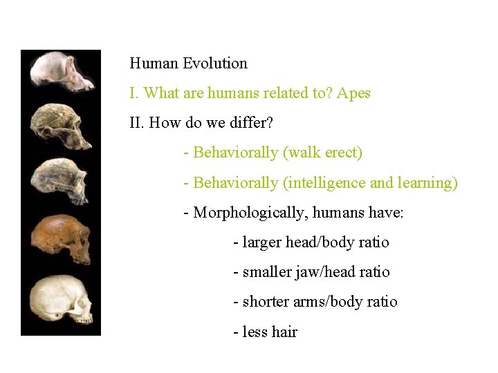 Human Evolution I. What are humans related to? Apes II. How do we differ?