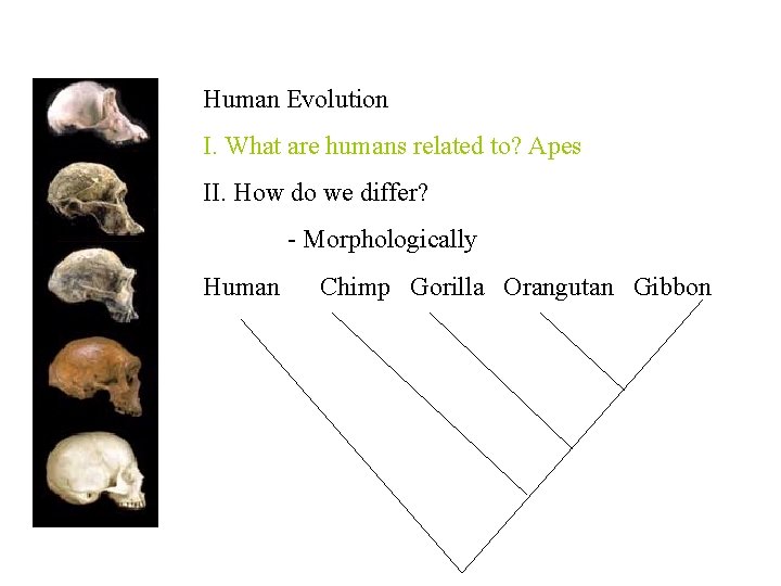 Human Evolution I. What are humans related to? Apes II. How do we differ?