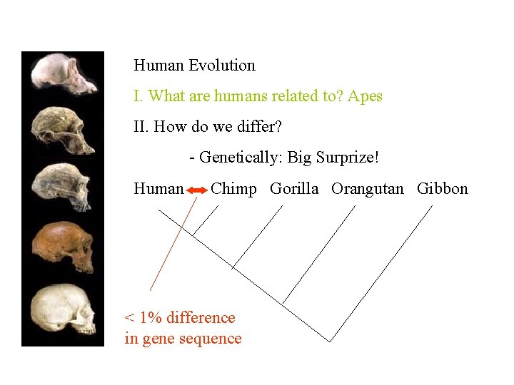 Human Evolution I. What are humans related to? Apes II. How do we differ?