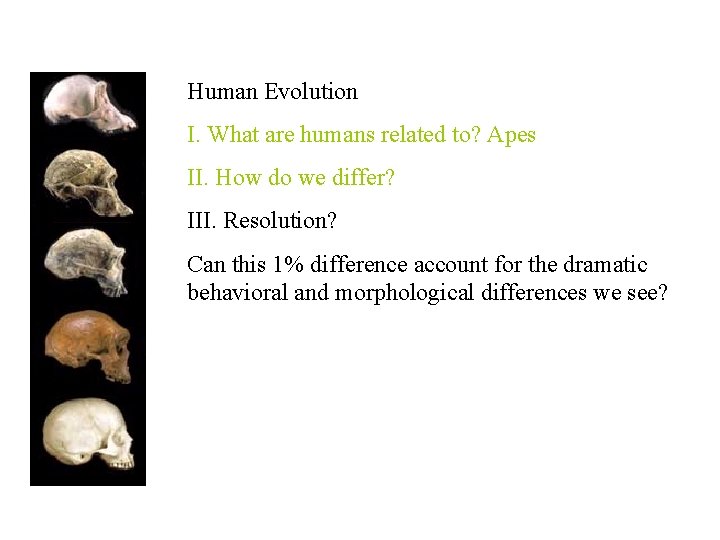 Human Evolution I. What are humans related to? Apes II. How do we differ?