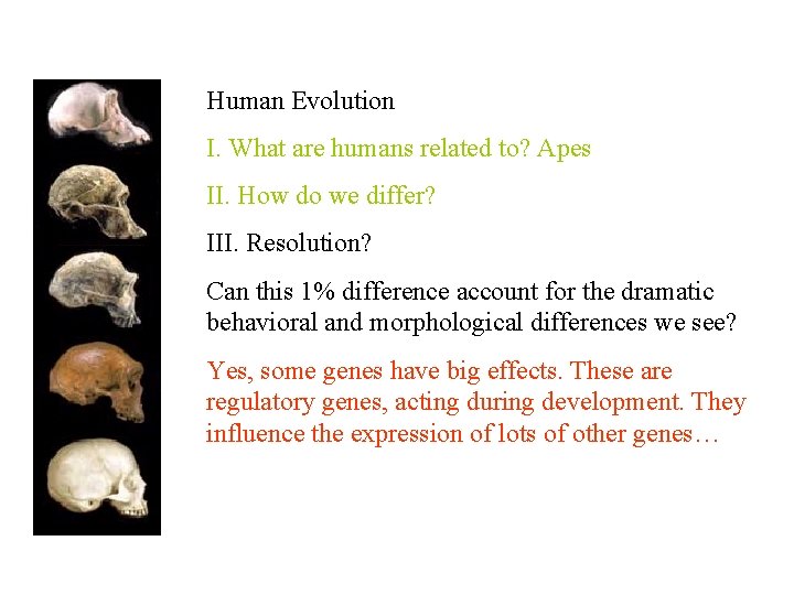 Human Evolution I. What are humans related to? Apes II. How do we differ?