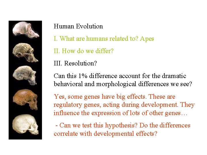 Human Evolution I. What are humans related to? Apes II. How do we differ?