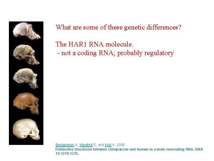 What are some of these genetic differences? The HAR 1 RNA molecule. - not