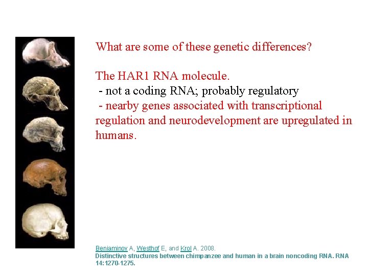 What are some of these genetic differences? The HAR 1 RNA molecule. - not