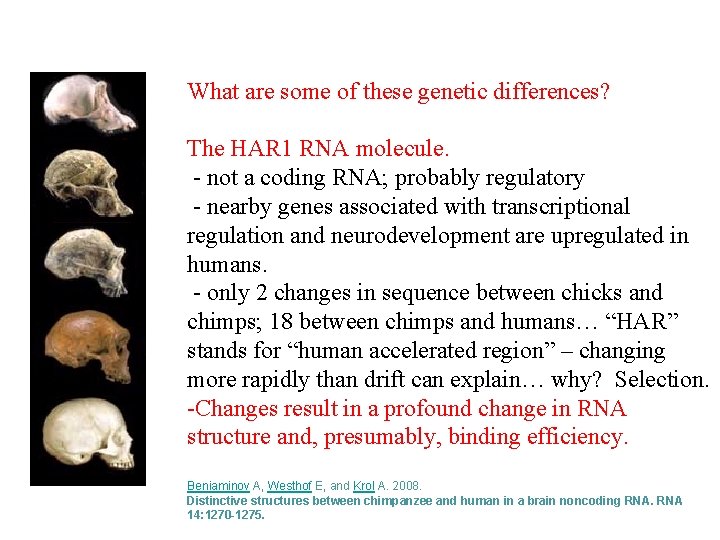 What are some of these genetic differences? The HAR 1 RNA molecule. - not