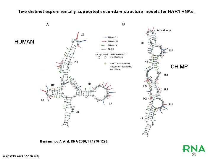 Two distinct experimentally supported secondary structure models for HAR 1 RNAs. HUMAN CHIMP Beniaminov