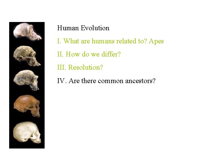 Human Evolution I. What are humans related to? Apes II. How do we differ?