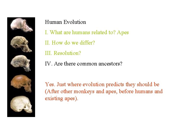 Human Evolution I. What are humans related to? Apes II. How do we differ?