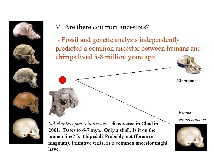 V. Are there common ancestors? - Fossil and genetic analysis independently predicted a common