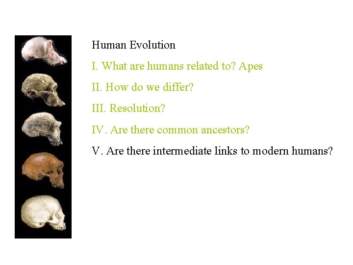 Human Evolution I. What are humans related to? Apes II. How do we differ?