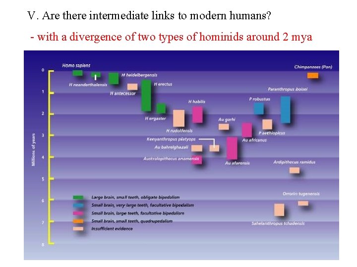 V. Are there intermediate links to modern humans? - with a divergence of two