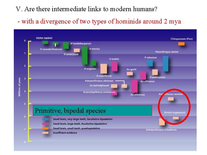 V. Are there intermediate links to modern humans? - with a divergence of two