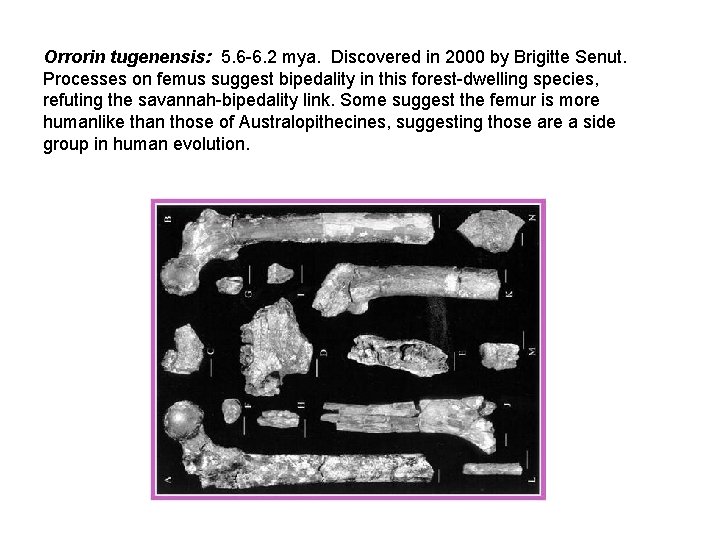 Orrorin tugenensis: 5. 6 -6. 2 mya. Discovered in 2000 by Brigitte Senut. Processes