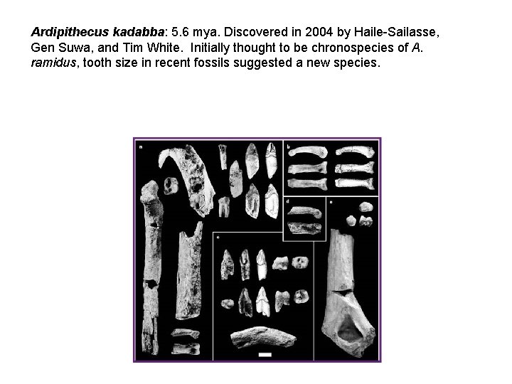 Ardipithecus kadabba: 5. 6 mya. Discovered in 2004 by Haile-Sailasse, Gen Suwa, and Tim