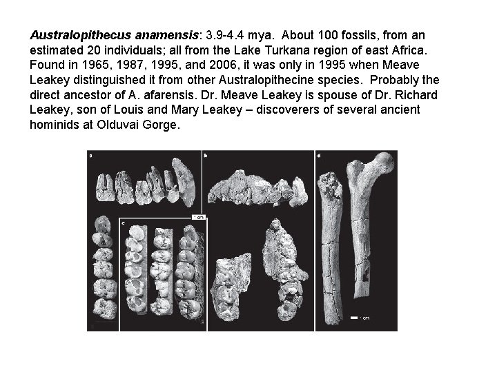 Australopithecus anamensis: 3. 9 -4. 4 mya. About 100 fossils, from an estimated 20