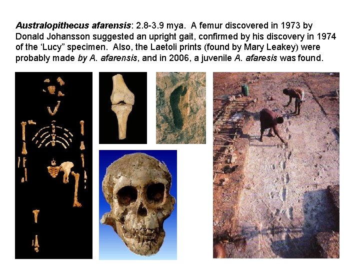 Australopithecus afarensis: 2. 8 -3. 9 mya. A femur discovered in 1973 by Donald