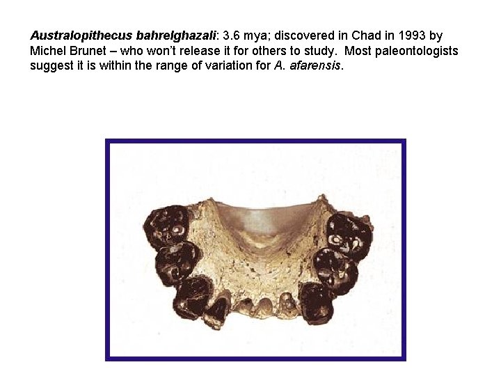 Australopithecus bahrelghazali: 3. 6 mya; discovered in Chad in 1993 by Michel Brunet –