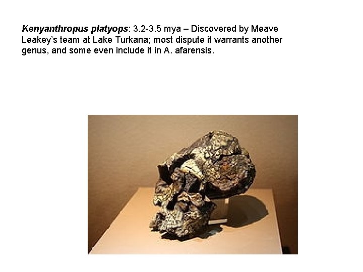 Kenyanthropus platyops: 3. 2 -3. 5 mya – Discovered by Meave Leakey’s team at