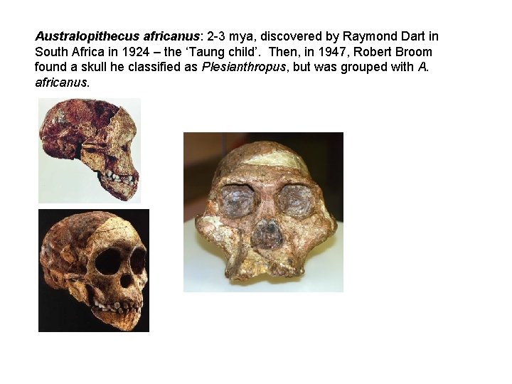 Australopithecus africanus: 2 -3 mya, discovered by Raymond Dart in South Africa in 1924