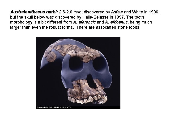 Australopithecus garhi: 2. 5 -2. 6 mya; discovered by Asfaw and White in 1996,