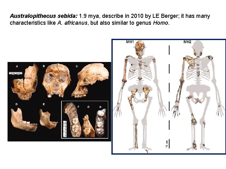 Australopithecus sebida: 1. 9 mya, describe in 2010 by LE Berger; it has many