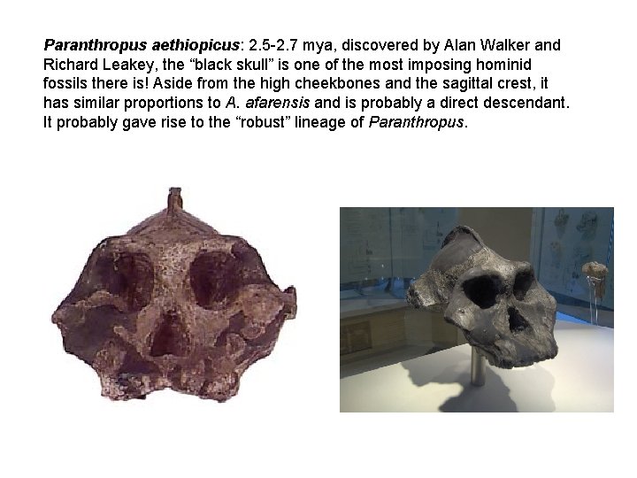 Paranthropus aethiopicus: 2. 5 -2. 7 mya, discovered by Alan Walker and Richard Leakey,