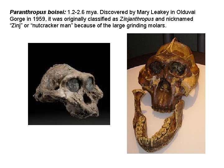 Paranthropus boisei: 1. 2 -2. 6 mya. Discovered by Mary Leakey in Olduvai Gorge